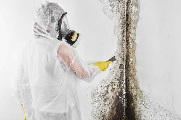 Best Attic Mold Removal  in Stanfield, NC