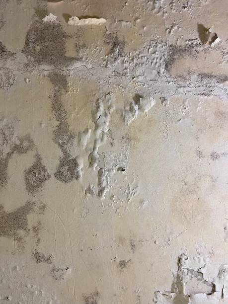 Best Local Mold Removal Service  in Stanfield, NC