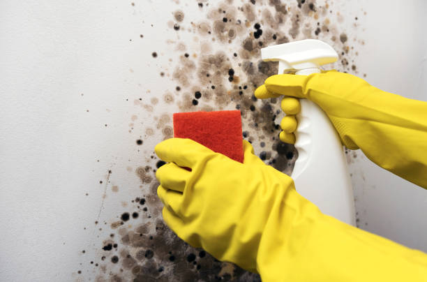 Attic Mold Removal in Stanfield, NC