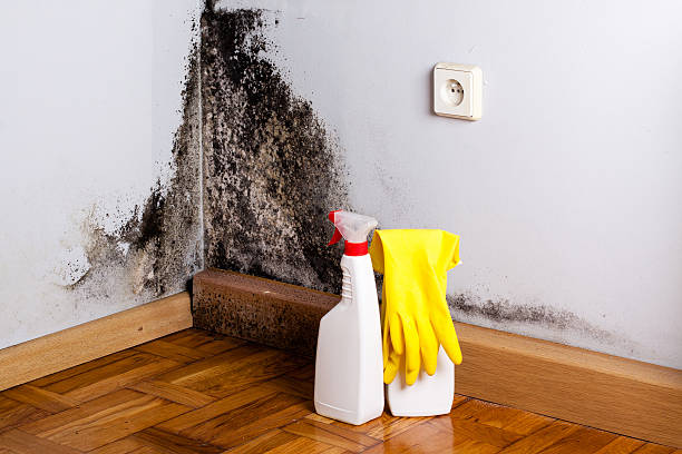 Certified Mold Removal in Stanfield, NC